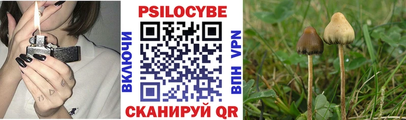 наркота  Гатчина  Псилоцибиновые грибы Cubensis 